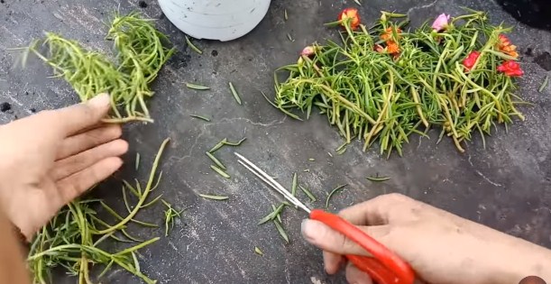 cắt cành hoa mười giờ